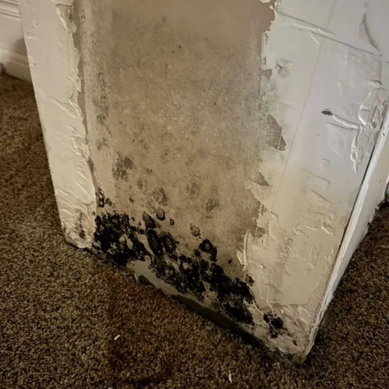Professional Mold Removal in Owenton, KY